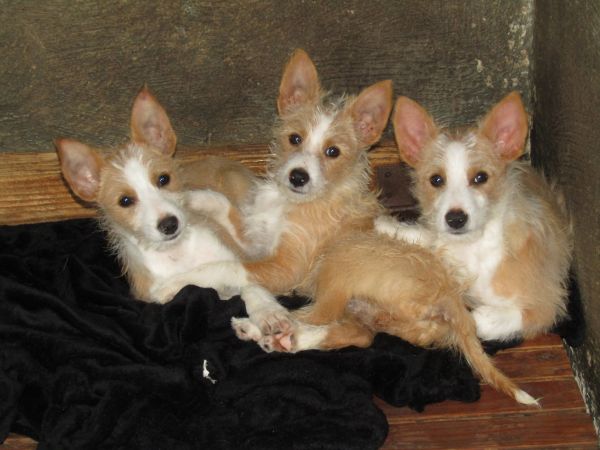 Podengo Portugus Mdio Cerdoso com LOP Pedigree