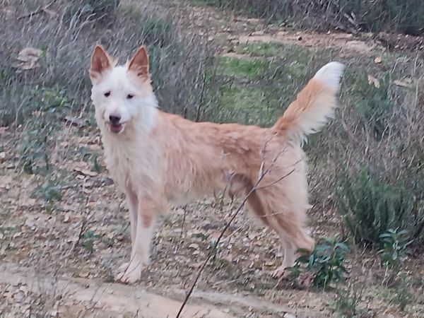 Podengo Portugus Mdio Cerdoso com LOP Pedigree