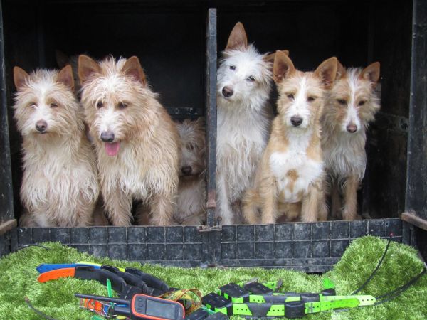 Podengo Portugus Mdio Cerdoso com LOP Pedigree