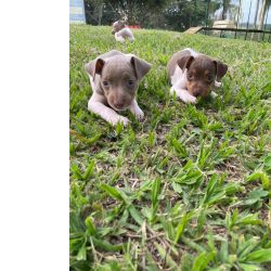 Fox Paulistinha DEIXE NOSSOS FOX PAULISTINHAS FAZEREM PARTE DA SUA FAMLIA CES LINDOS CRIADOS POR VETERINRIA