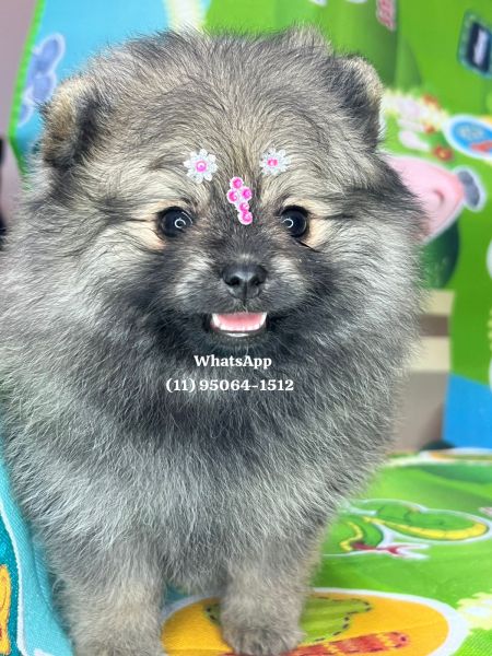 Lulu da Pomerania spitz alemo ursos