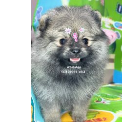 Spitz Alemo Lulu da Pomerania spitz alemo ursos So Paulo Osasco