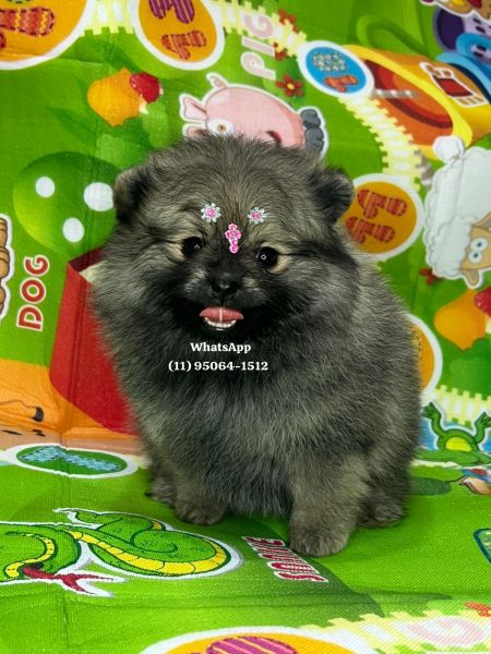 Lulu da Pomerania spitz alemo ursos