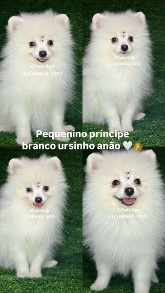 Lulu da Pomerania spitz alemo ursos