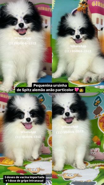 Lulu da Pomerania spitz alemo ursos