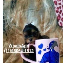 Yorkshire Terrier Yorkshire minsculos a pronta entrega So Paulo Osasco