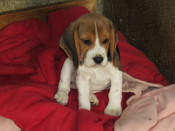 Beagle Tricolor de Qualidade LOP  Pedigree Afixo Pequeno Porte