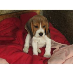 Beagle Beagle Tricolor de Qualidade LOP  Pedigree Afixo Pequeno Porte Vila Real Valpaos