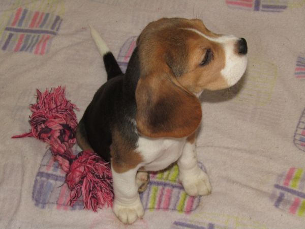 Beagle Tricolor de Qualidade LOP  Pedigree Afixo Pequeno Porte