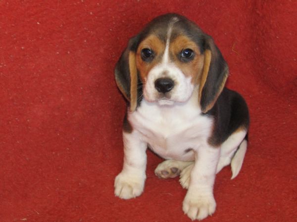 Beagle Tricolor de Qualidade LOP  Pedigree Afixo Pequeno Porte