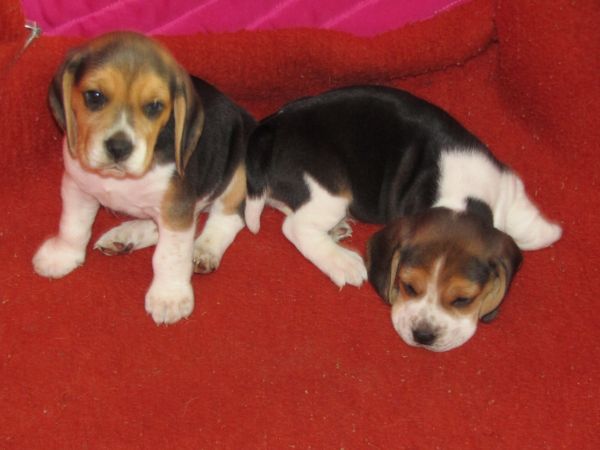 Beagle Tricolor de Qualidade LOP  Pedigree Afixo Pequeno Porte