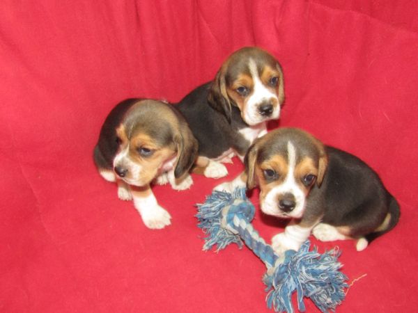 Beagle Tricolor de Qualidade LOP  Pedigree Afixo Pequeno Porte