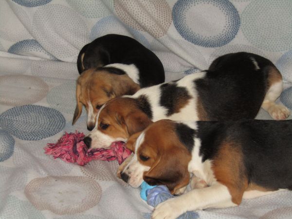 Beagle Tricolor de Qualidade LOP  Pedigree Afixo Pequeno Porte