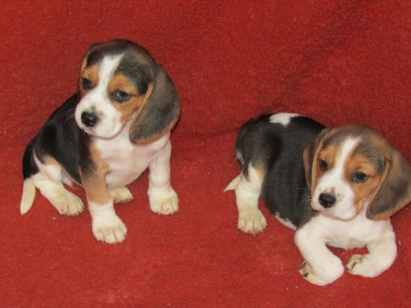 Beagle Tricolor de Qualidade LOP  Pedigree Afixo Pequeno Porte