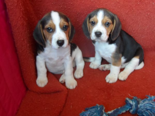 Beagle Tricolor de Qualidade LOP  Pedigree Afixo Pequeno Porte