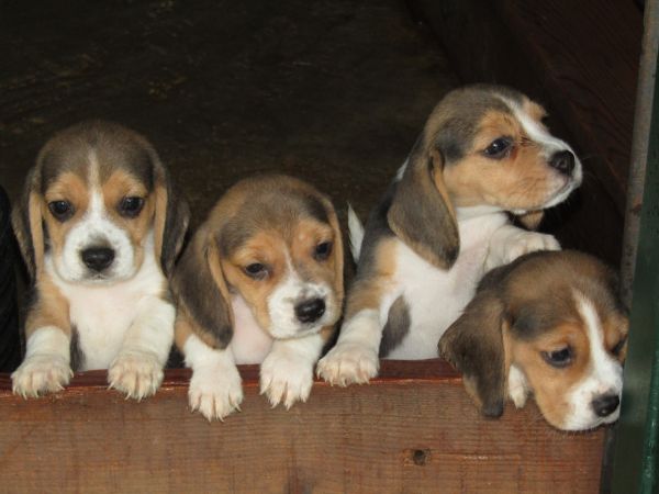 Beagle Tricolor de Qualidade LOP  Pedigree Afixo Pequeno Porte
