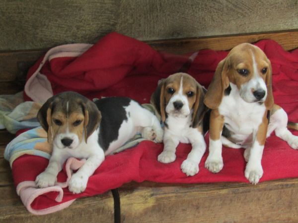 Beagle Tricolor de Qualidade LOP  Pedigree Afixo Pequeno Porte