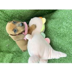 Dachshund FILHOTE DE SALSICHA MINI FMEA So Paulo Cotia Granja Viana