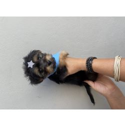 Yorkshire Terrier FILHOTE DE YORKSHIRE MACHO So Paulo Cotia Granja Viana