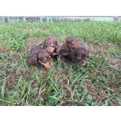Dachshund NOSSOS FILHOTES DE TECKEL SO CRIADOS E ENTREGUES POR MDICA VETERINRIA So Paulo So Paulo