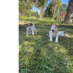 Jack Russel Terrier NOSSOS JACKS ESTO TE ESPERANDO CES  LINDOS CRIAO VET So Paulo So Paulo