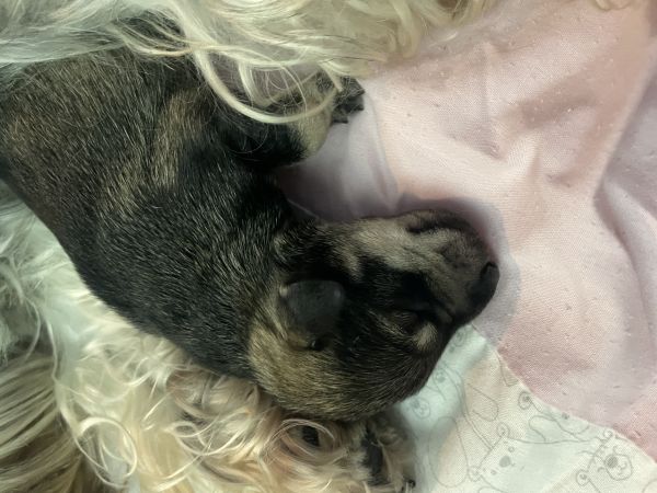 Minischnauzer sal e pimenta macho