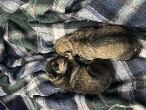 Minischnauzer sal e pimenta macho