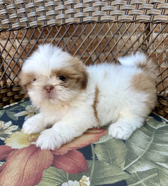 Shihtzu macho