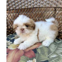 Shih-tzu Shihtzu macho Rio de Janeiro Duque De Caxias