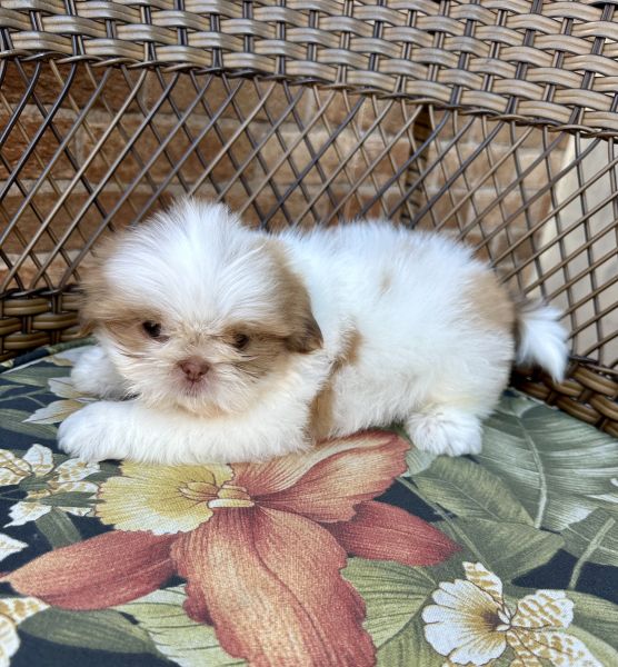 Shihtzu macho