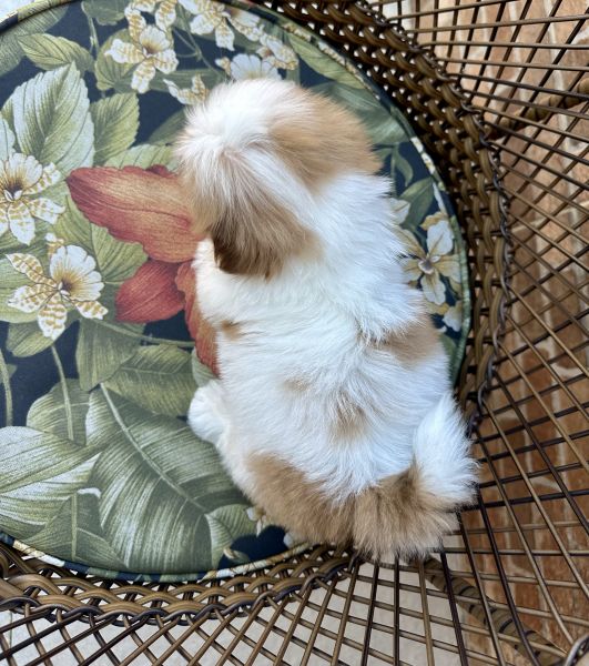Shihtzu macho
