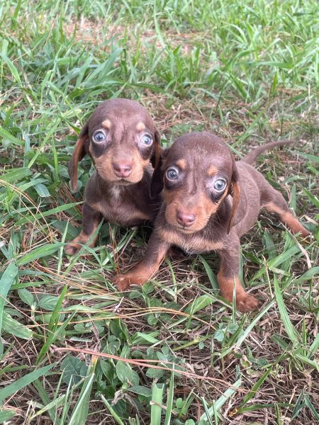 DACHS EM CORES RARAS E TRADICIONAIS CES CRIADOS POR MDICA VETERINRIA VENHA BUSCAR O SEU