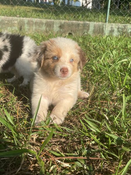 BORDERS COM QUALIDADE VETERINRIA DE CRIAO