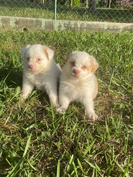 BORDERS COM QUALIDADE VETERINRIA DE CRIAO