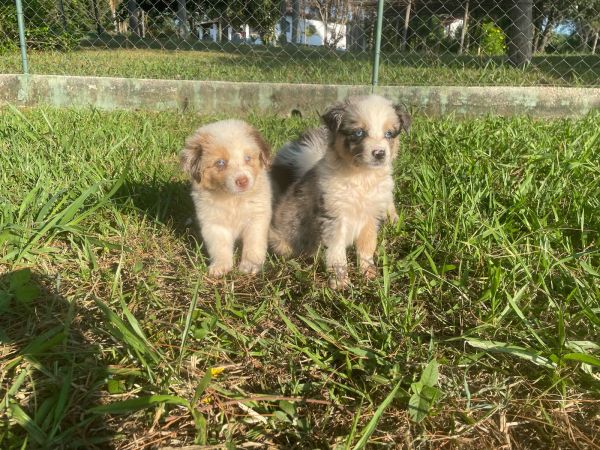 BORDERS COM QUALIDADE VETERINRIA DE CRIAO