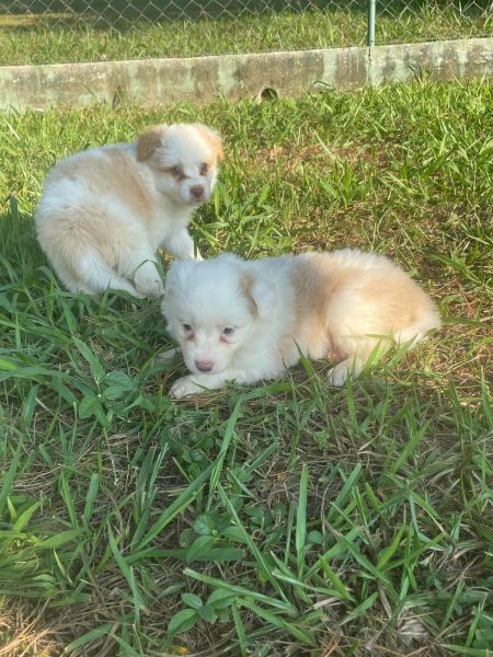 BORDERS COM QUALIDADE VETERINRIA DE CRIAO