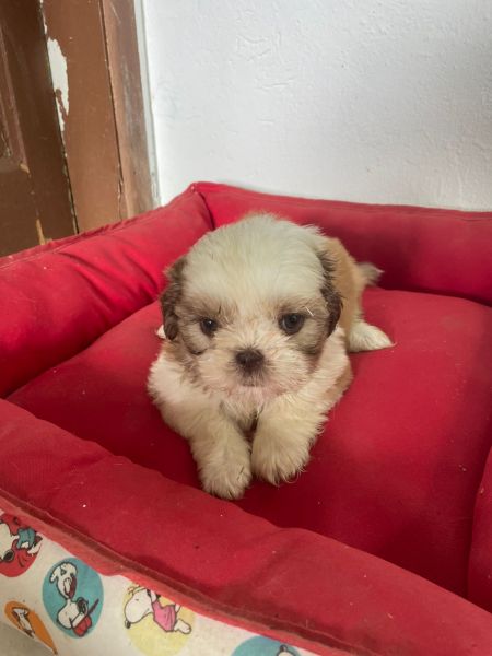 SHIH TZ�S PARA LEVAR PARA CASA AGORA FILHOTES  � VENDA AQUI C�ES CRIADOS POR VETERIN�RIA