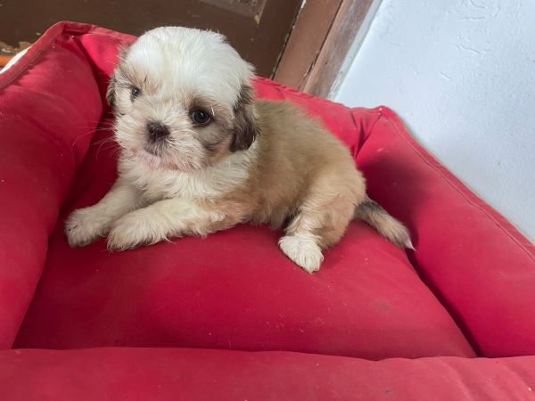 SHIH TZ�S PARA LEVAR PARA CASA AGORA FILHOTES  � VENDA AQUI C�ES CRIADOS POR VETERIN�RIA