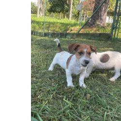 Jack Russel Terrier JACKS ORIUNDOS DA MELHOR CRIAO DO BRASIL CES LINDOS MESMO