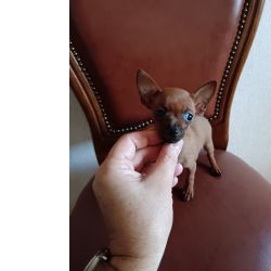 Pinscher Miniatura Pinscher Miniatura Top Porto PORTO