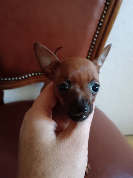 Pinscher Miniatura Top
