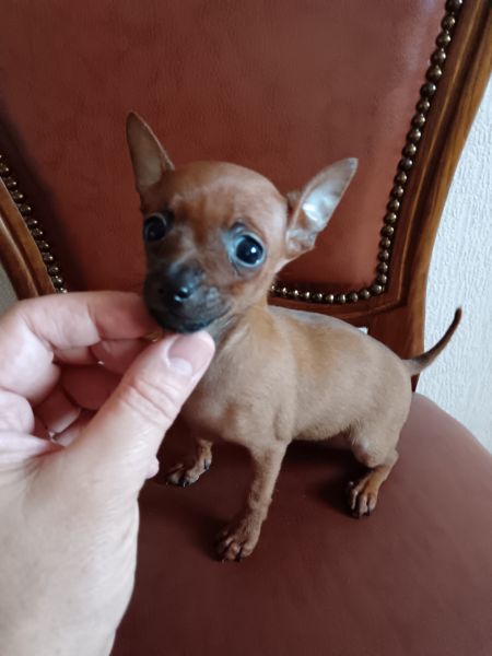 Pinscher Miniatura Top