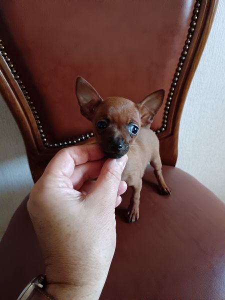 Pinscher Miniatura Top