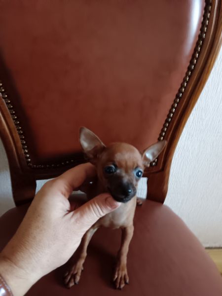 Pinscher Miniatura Top