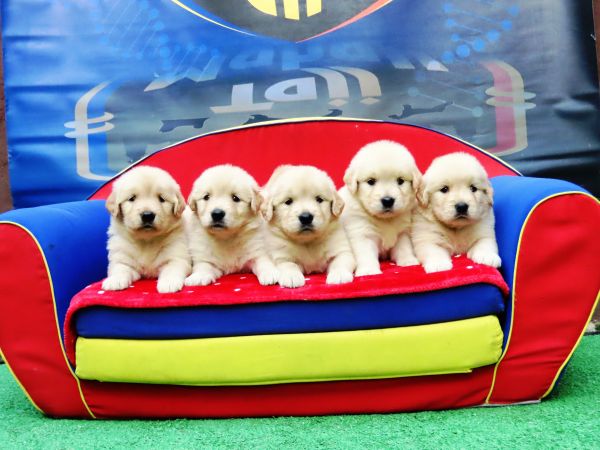 Golden Retriever Tajj Mahall filhotes Fmeas lindssimas disponveis Vacina importada Curitiba