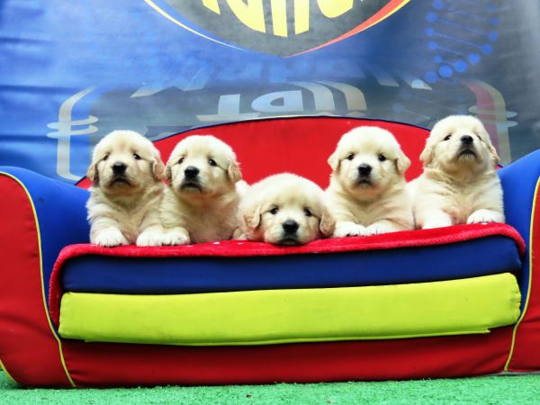 Golden Retriever Tajj Mahall filhotes Fmeas lindssimas disponveis Vacina importada Curitiba
