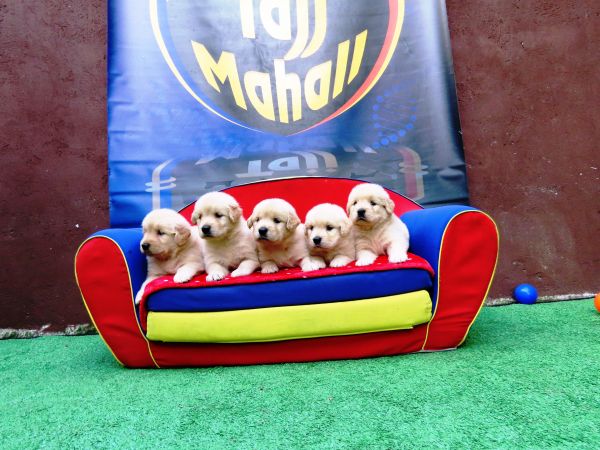 Golden Retriever Tajj Mahall filhotes Fmeas lindssimas disponveis Vacina importada Curitiba