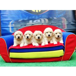 Golden Retriever Golden Retriever Tajj Mahall filhotes Fmeas lindssimas disponveis Vacina importada Curitiba