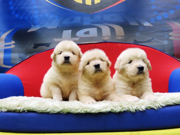 Golden Retriever Tajj Mahall filhotes fmeas lindssimas disponveis para Reserva Curitiba Curitiba