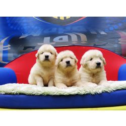 Golden Retriever Golden Retriever Tajj Mahall filhotes fmeas lindssimas disponveis para Reserva Curitiba Curitiba Paran CURITIBA